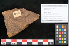 Foto (Objekt + Etikett) von Plantae indet.  (NHMW-GEO-2024-0188-10392)